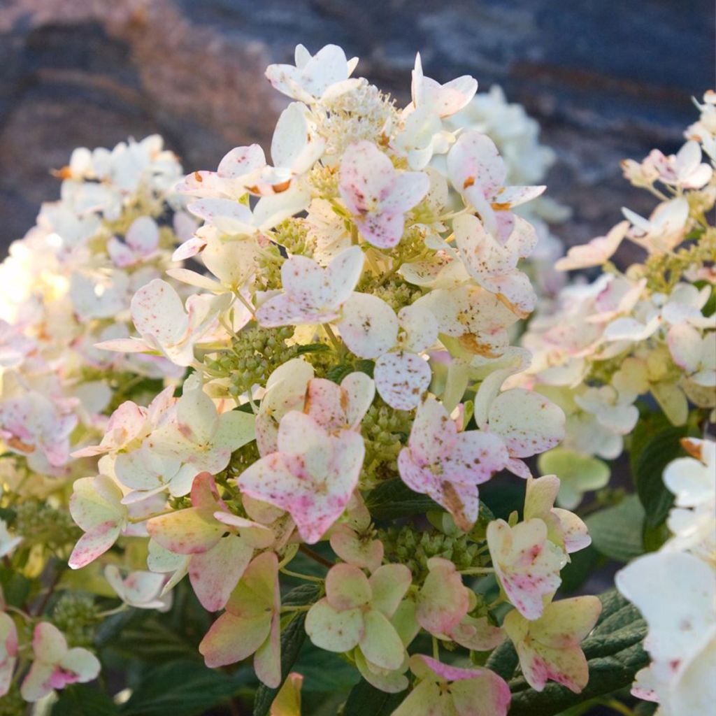 Hydrangea paniculata Tickled Pink - Ortensia paniculata