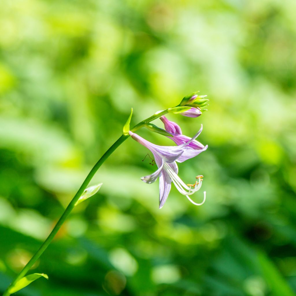 Hosta clausa var. normalis -