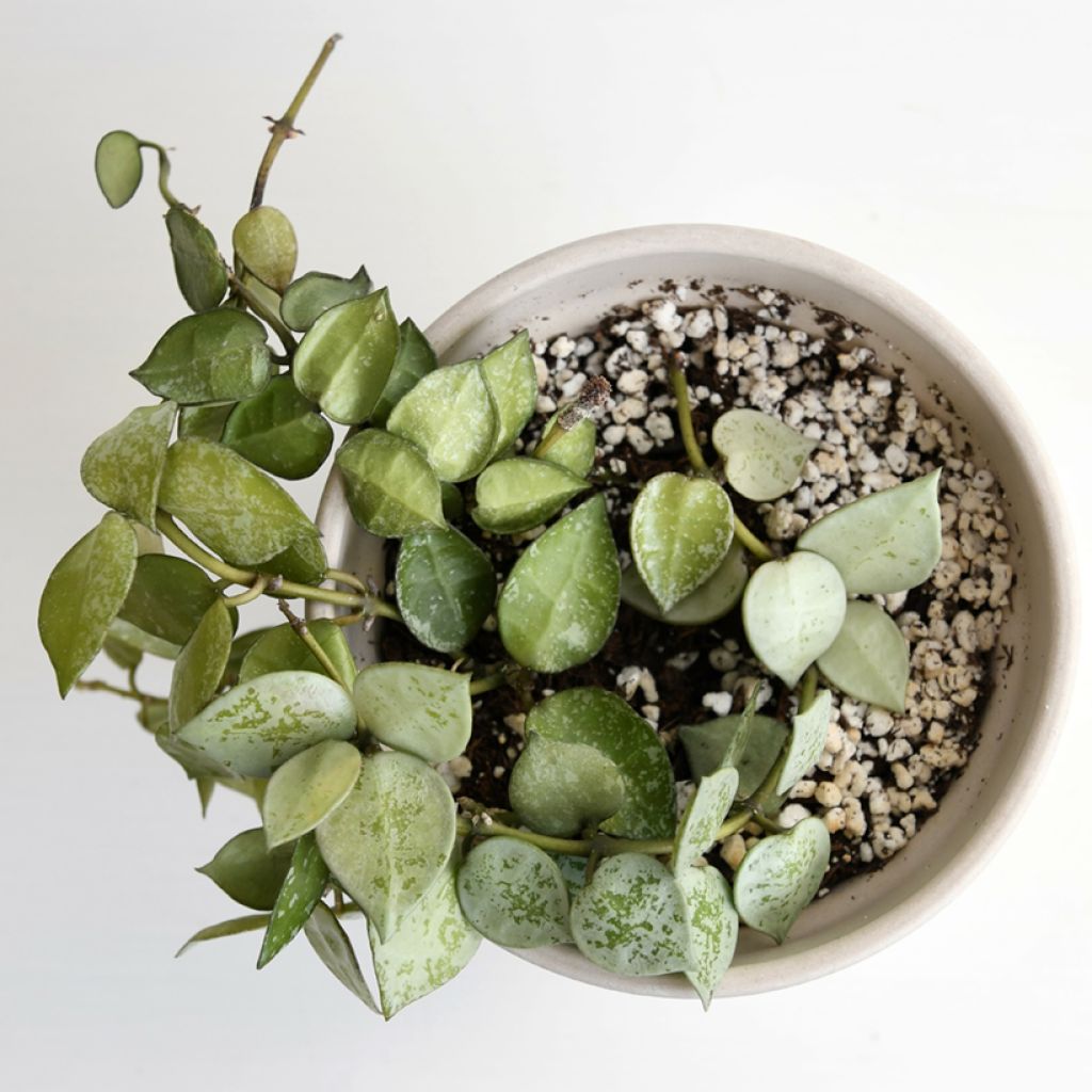 Hoya Eskimo - Fiore di cera