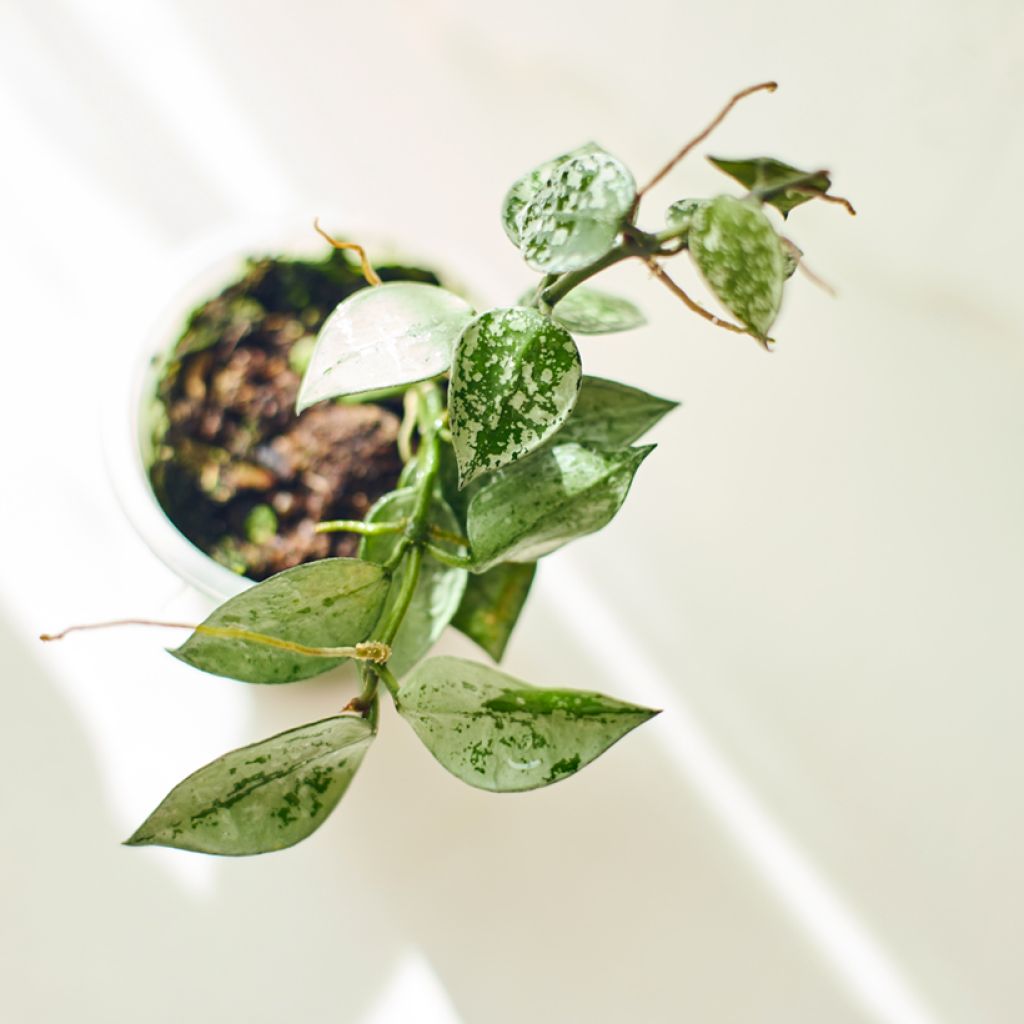 Hoya Eskimo - Fiore di cera