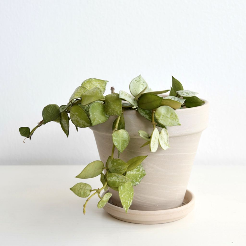 Hoya Eskimo - Fiore di cera