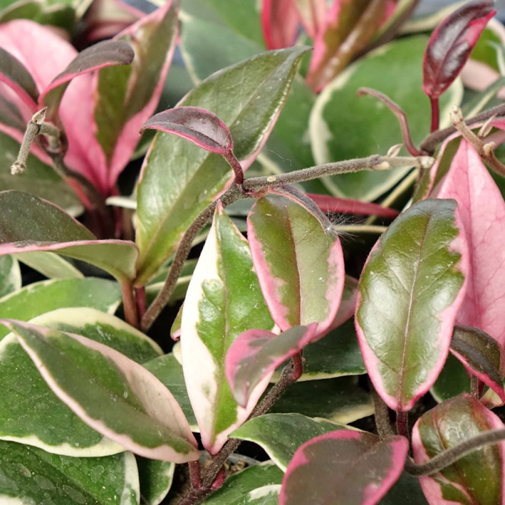 Hoya Flamingo Dream - Fiore di cera