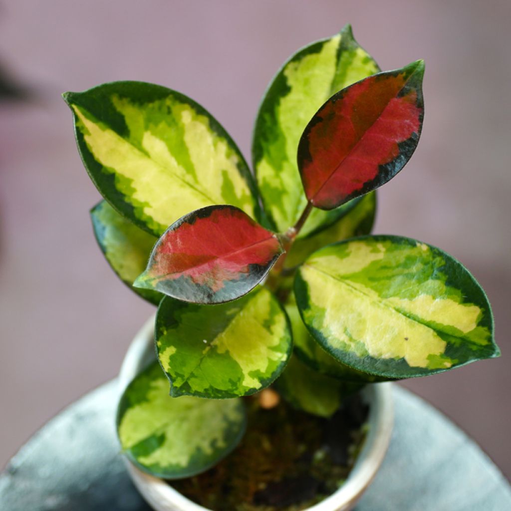 Hoya australis Tricolor - Fiore di cera