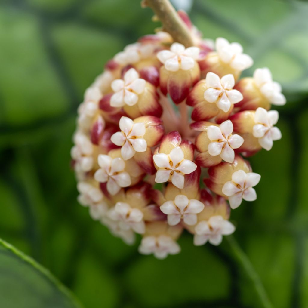 Hoya callistophylla - Fiore di cera