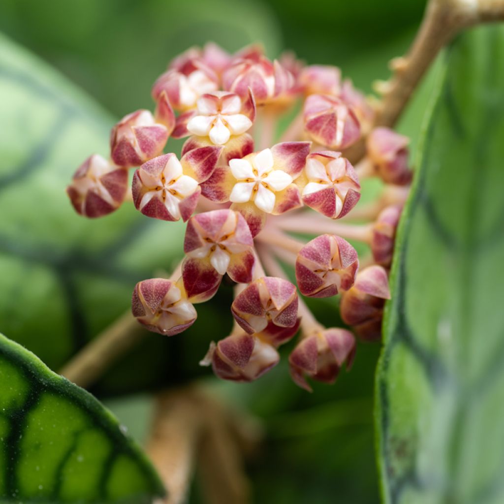 Hoya callistophylla - Fiore di cera