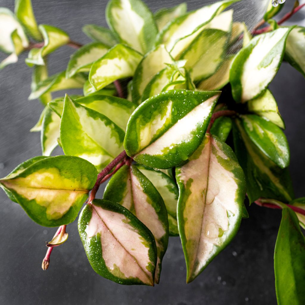 Hoya carnosa Tricolor - Fiore di cera