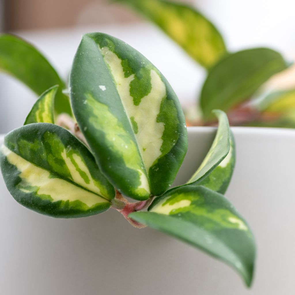Hoya carnosa Tricolor - Fiore di cera