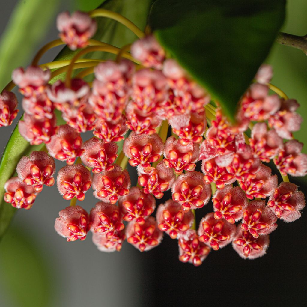 Hoya gracilis - Fiore di cera
