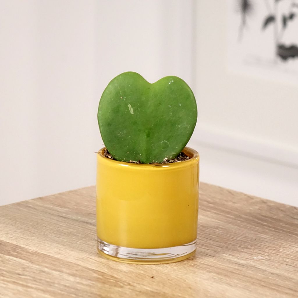 Hoya kerrii
