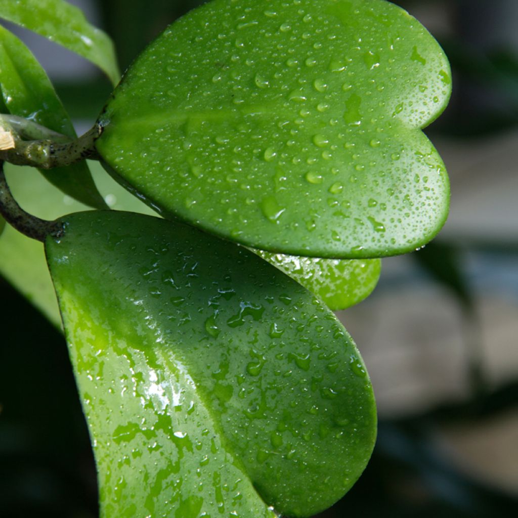 Hoya kerrii