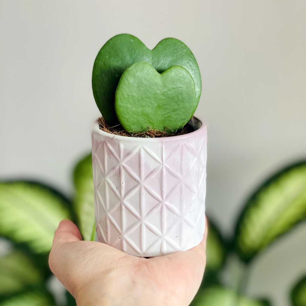 Hoya kerrii