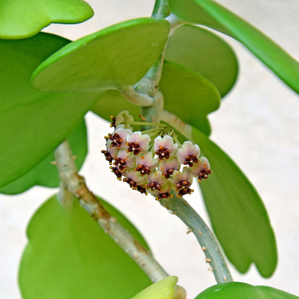Hoya kerrii