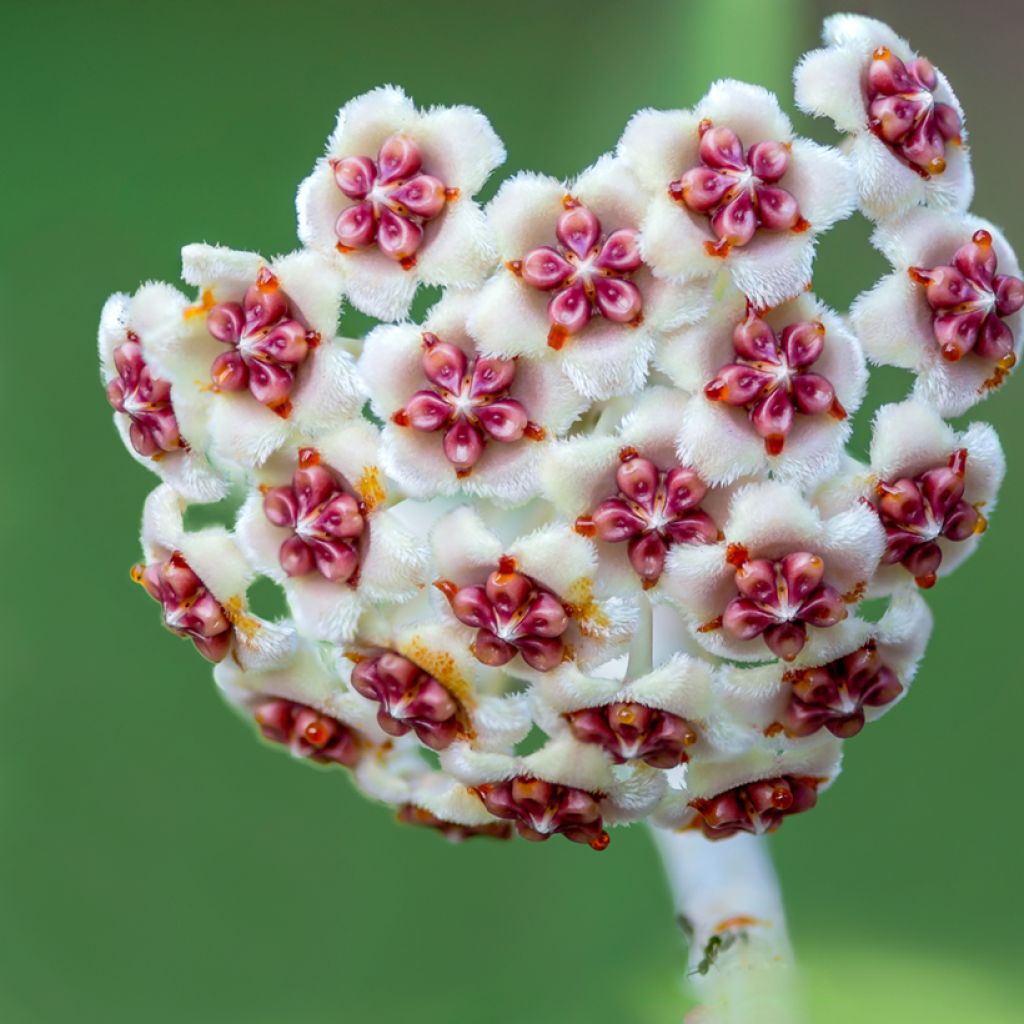 Hoya kerrii
