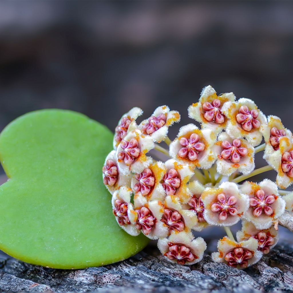 Hoya kerrii