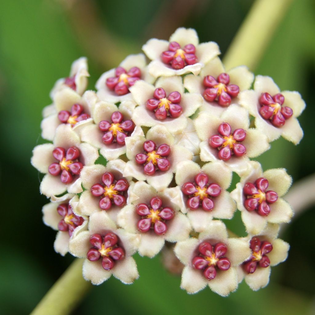 Hoya kerrii Variegata