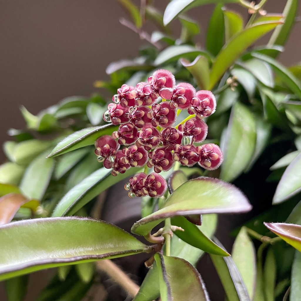 Hoya Rosita - Fiore di cera
