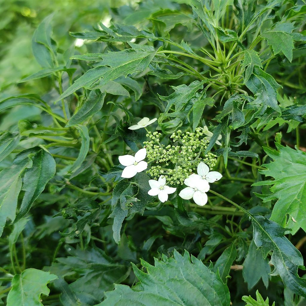 Hortensia - Hydrangea arborescens Emerald lace