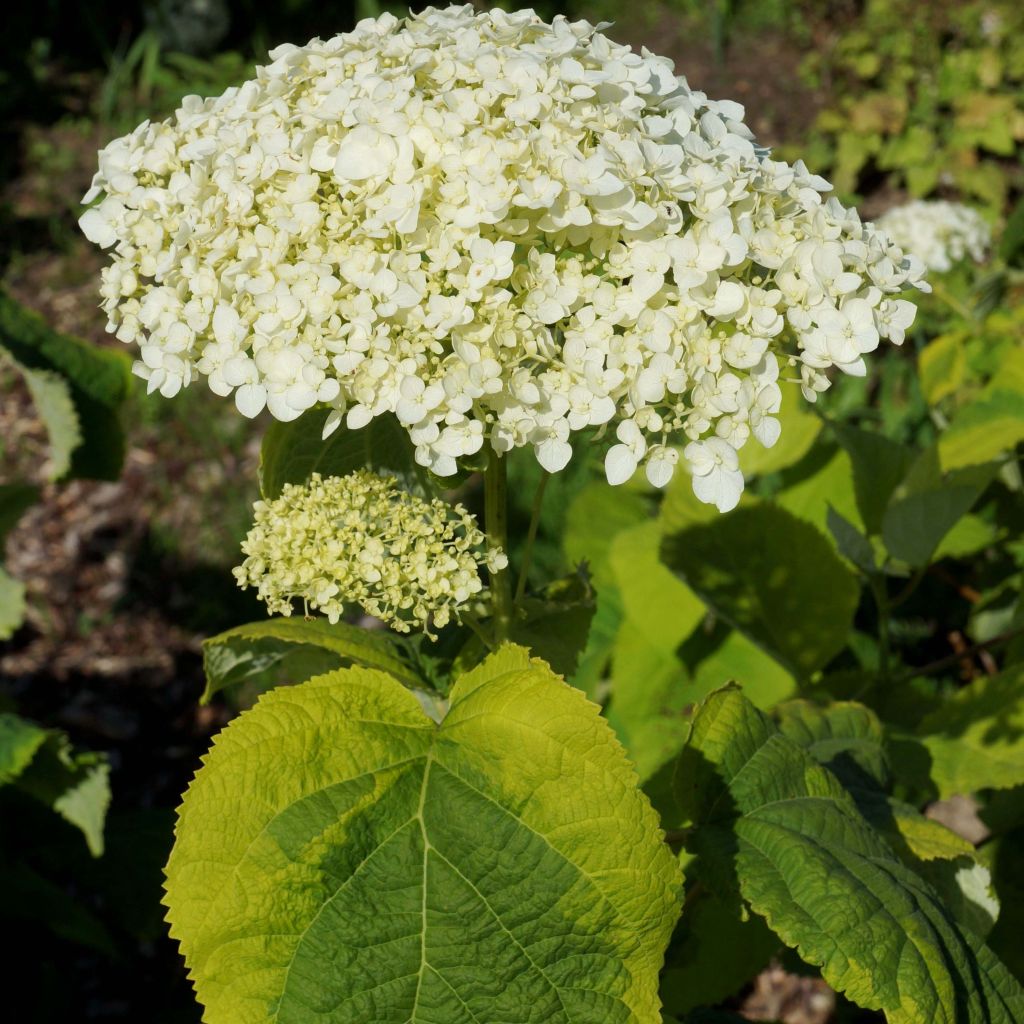 Hortensia - Hydrangea arborescens Golden Annabelle