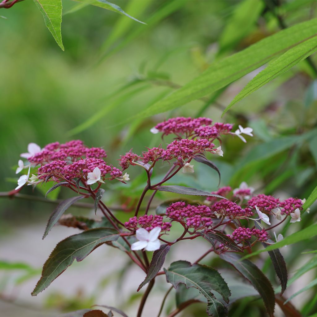Hortensia - Hydrangea aspera Rosemary Foster