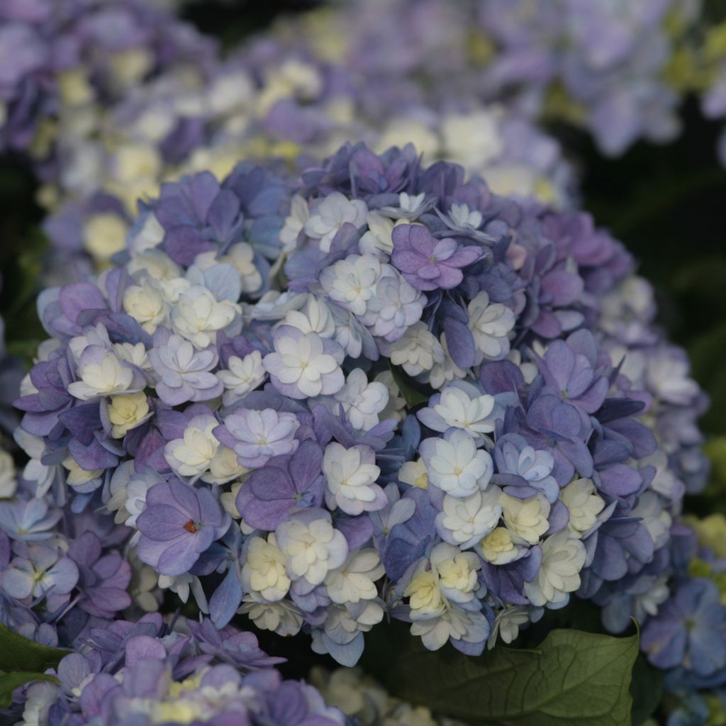 Hortensia - Hydrangea macro Tea Time Together -