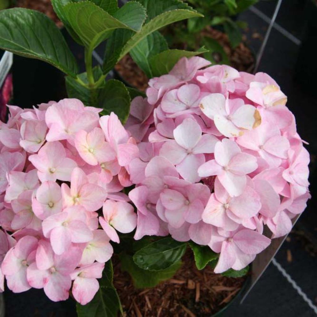 Hortensia - Hydrangea macrophylla Belle Séduction