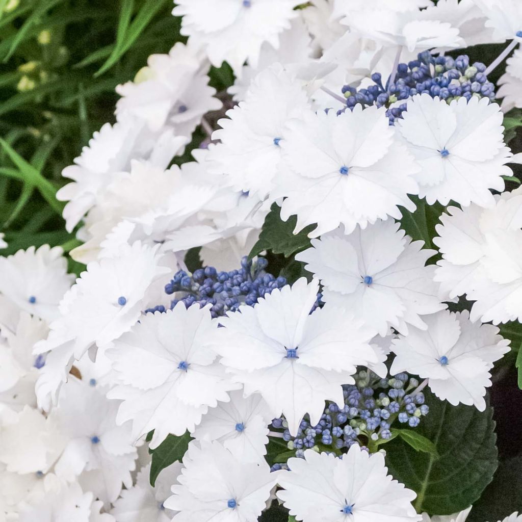 Hydrangea macrophylla Koria - Ortensia
