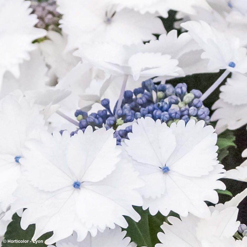 Hydrangea macrophylla Koria - Ortensia