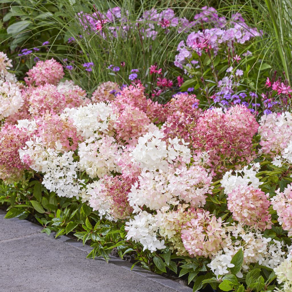 Hydrangea paniculata Groundbreaker - Ortensia paniculata