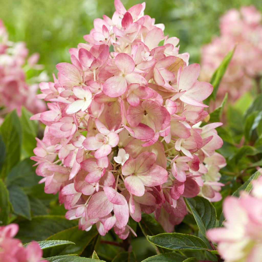 Hydrangea paniculata Groundbreaker - Ortensia paniculata
