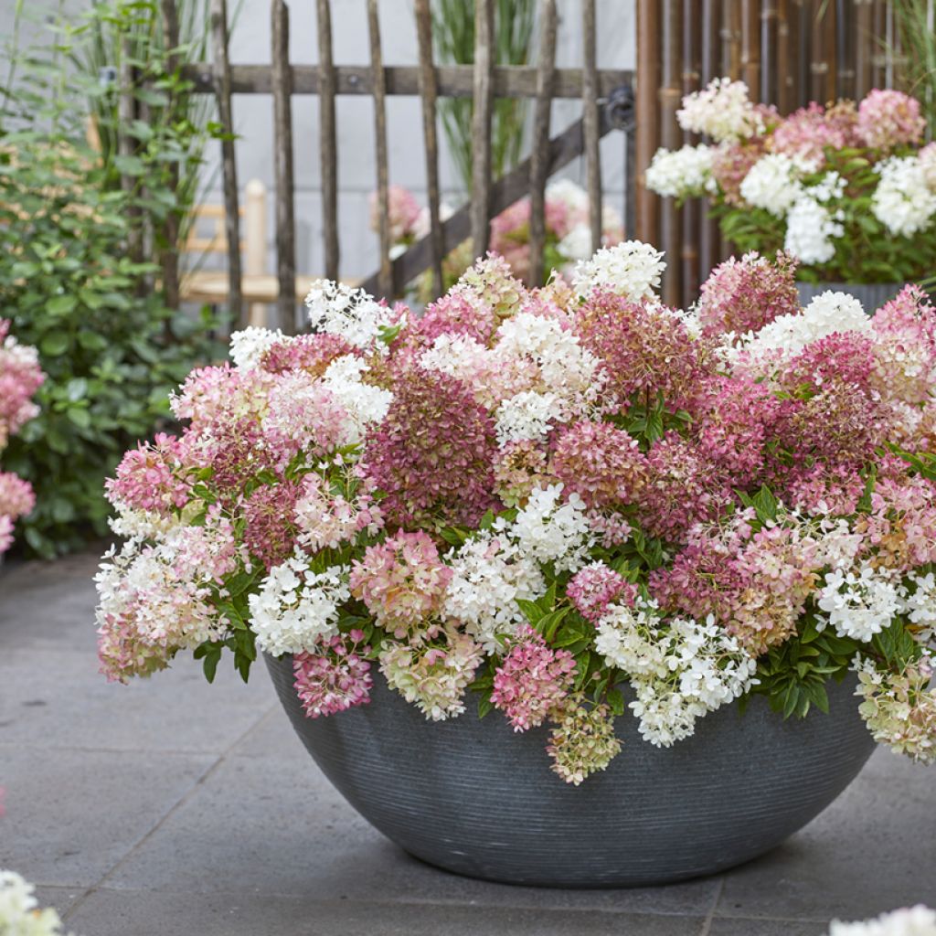 Hydrangea paniculata Groundbreaker - Ortensia paniculata