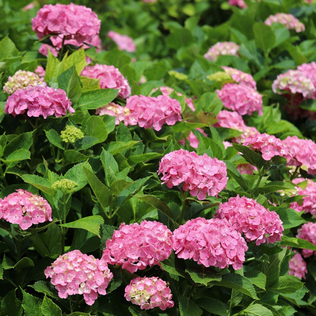 Hydrangea macrophylla Dutch Ladies Selma - Ortensia