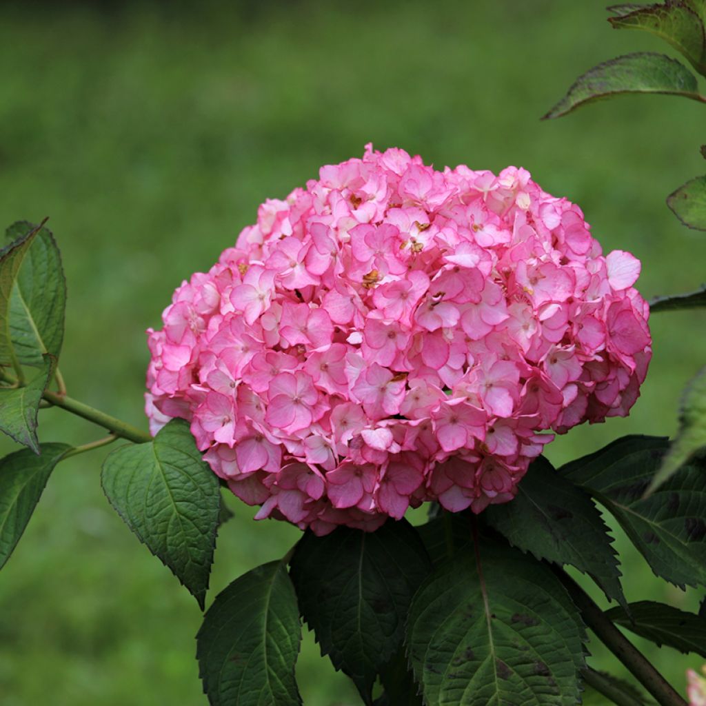 Hydrangea macrophylla Dutch Ladies Selma - Ortensia
