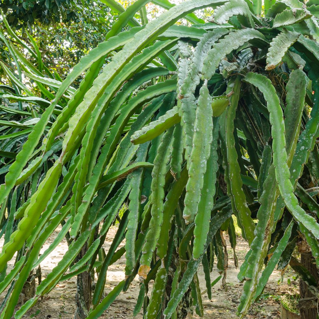 Hylocereus undatus - Pitaya