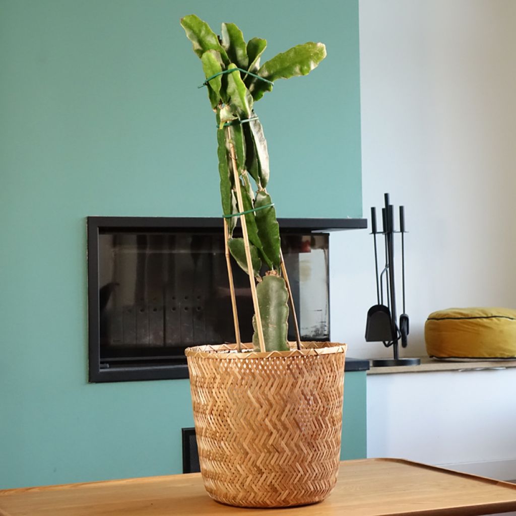 Hylocereus undatus - Pitaya