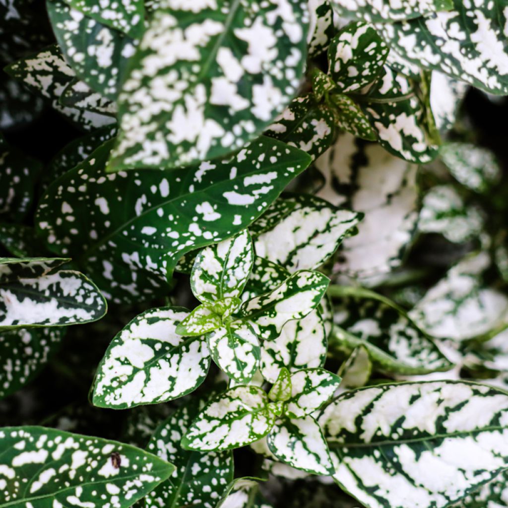 Hypoestes phyllostachya White