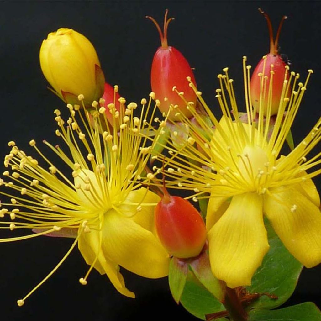 Hypericum inodorum Magical Red Flame - Iperico