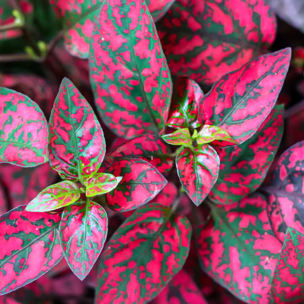 Hypoestes phyllostachya Red