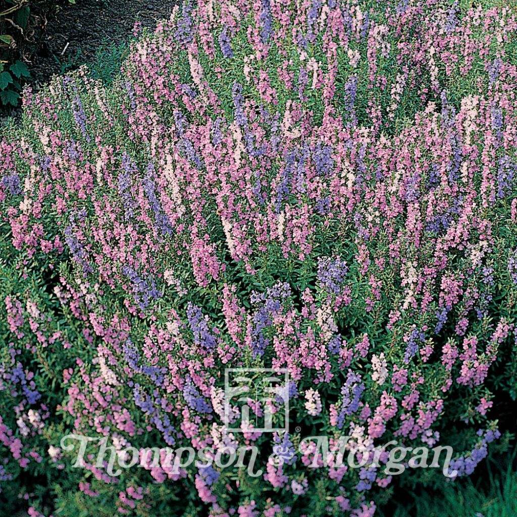 Hyssopus Tricolour Mixed