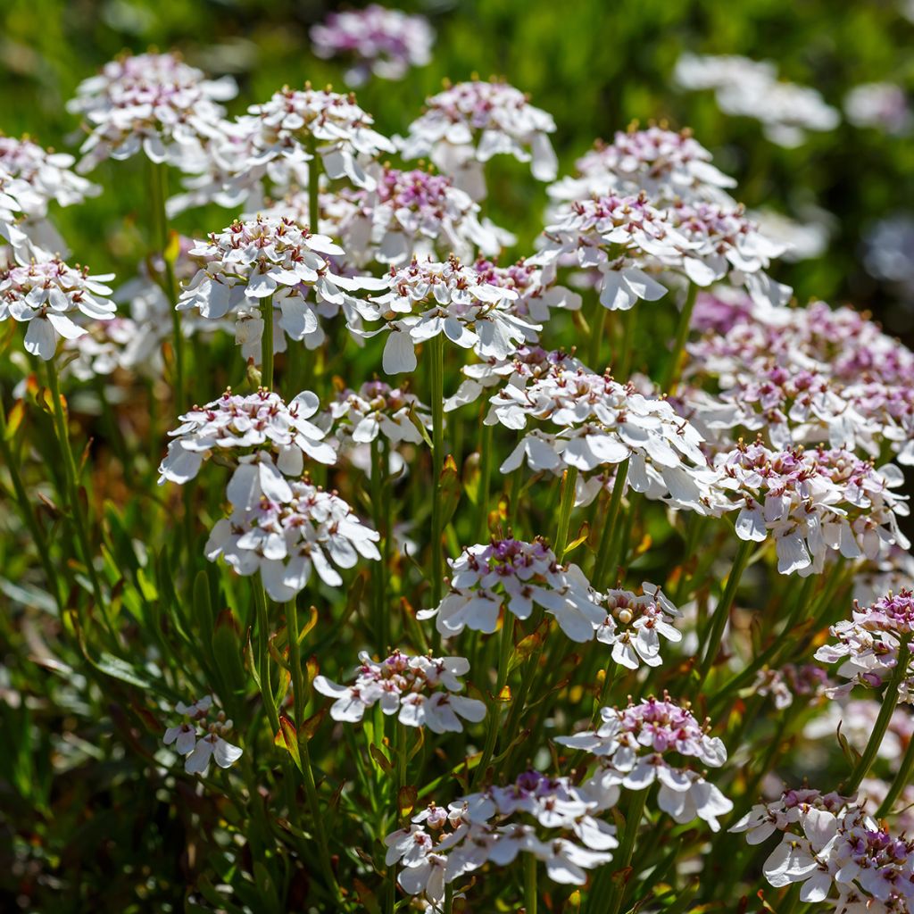 Iberis sempervirens Pink Ice - Iberide sempreverde