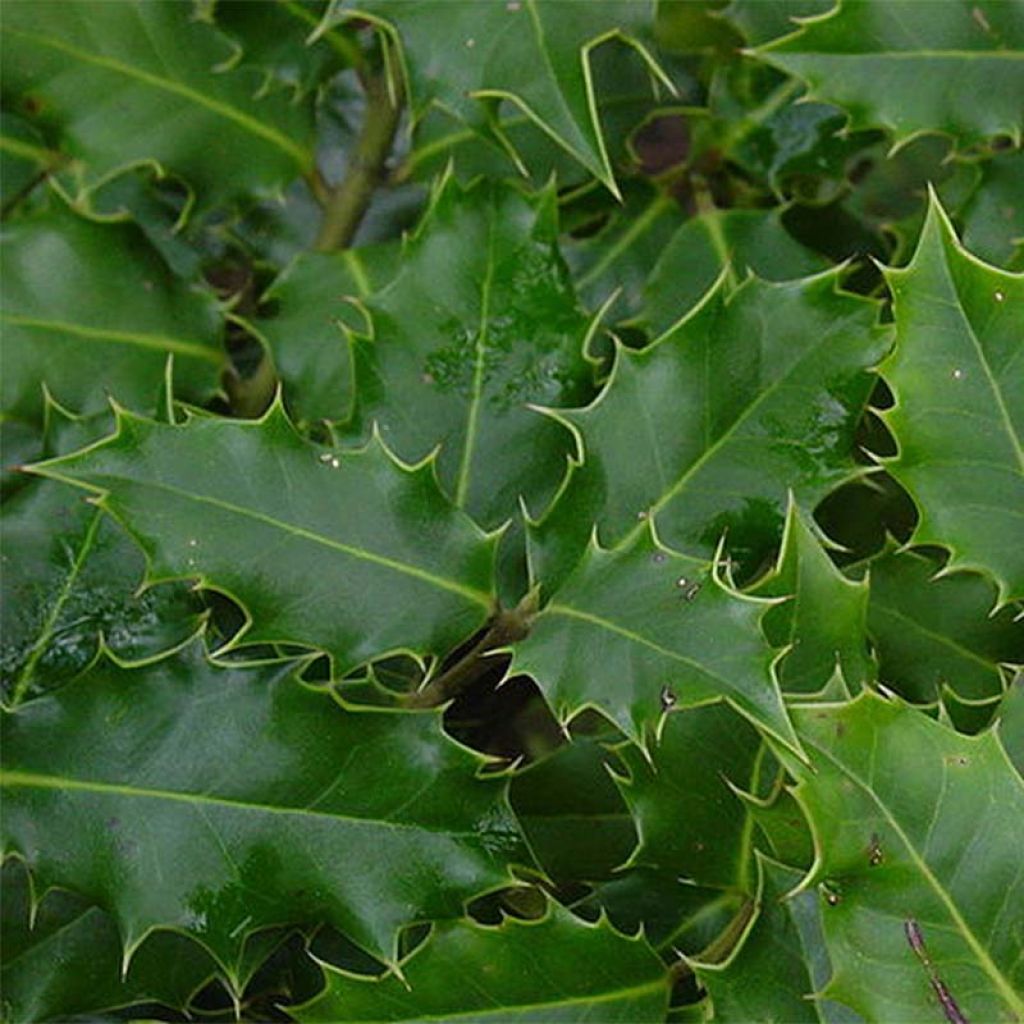 Ilex aquifolium - Agrifoglio