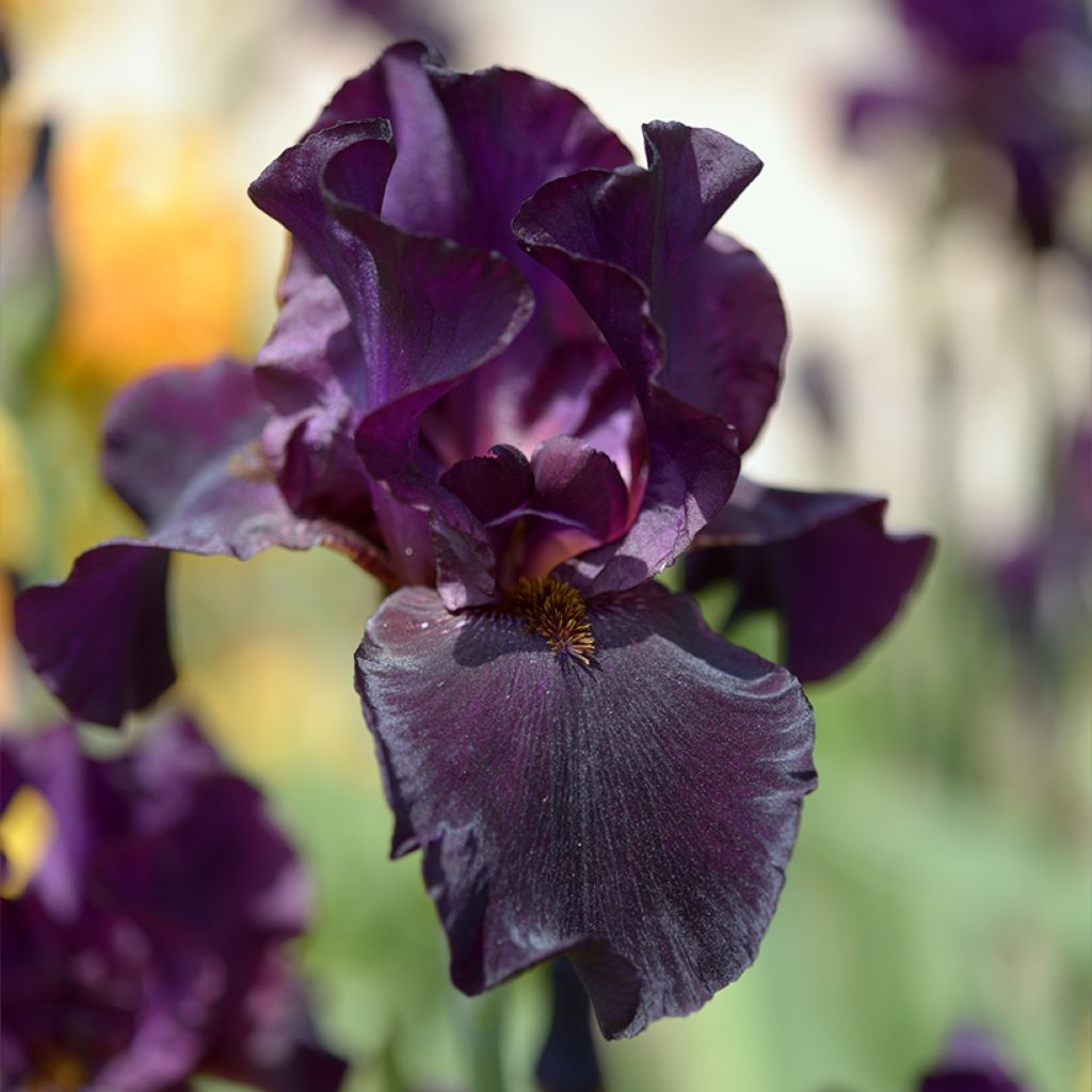 Iris germanica Old Black Magic - Giaggiolo paonazzo