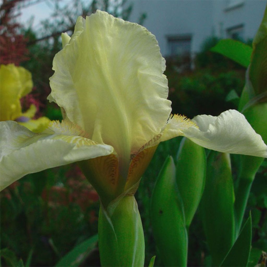 Iris Barbata-Media Maui Moonlight