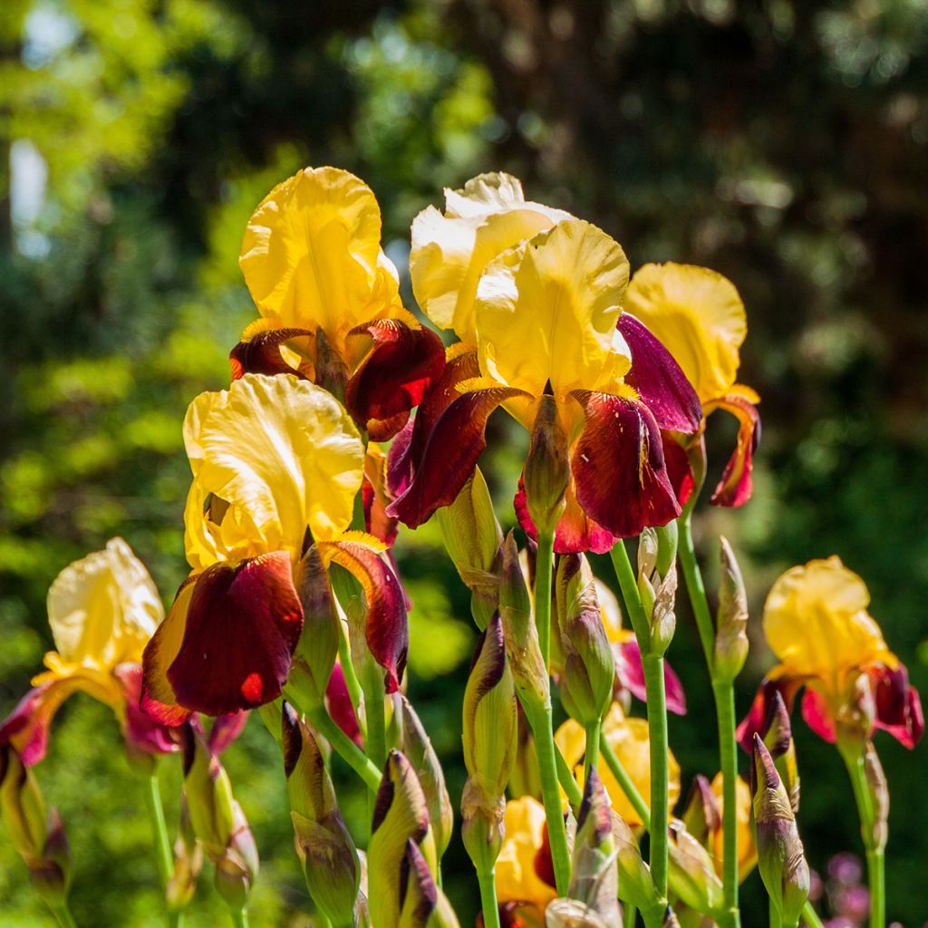 Iris germanica Accent Variegata - Giaggiolo paonazzo
