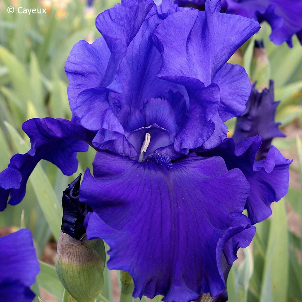 Iris germanica Devil's Lake - Giaggiolo paonazzo