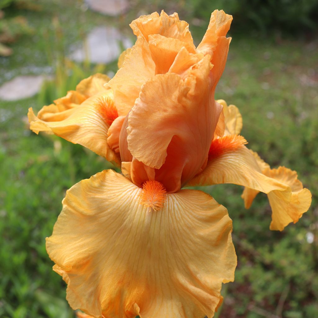 Iris germanica Good Show - Giaggiolo paonazzo