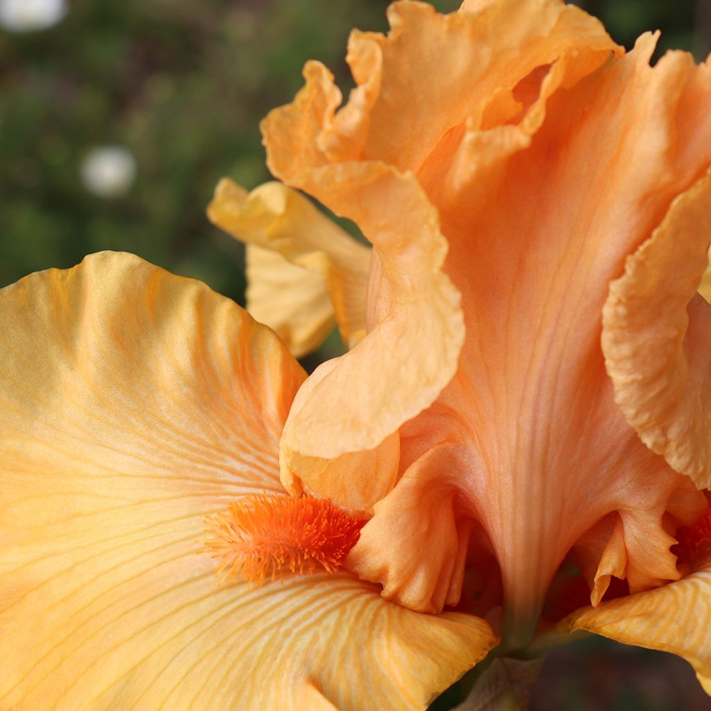 Iris germanica Good Show - Giaggiolo paonazzo