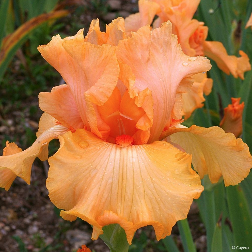 Iris germanica Ma Pomme - Giaggiolo paonazzo