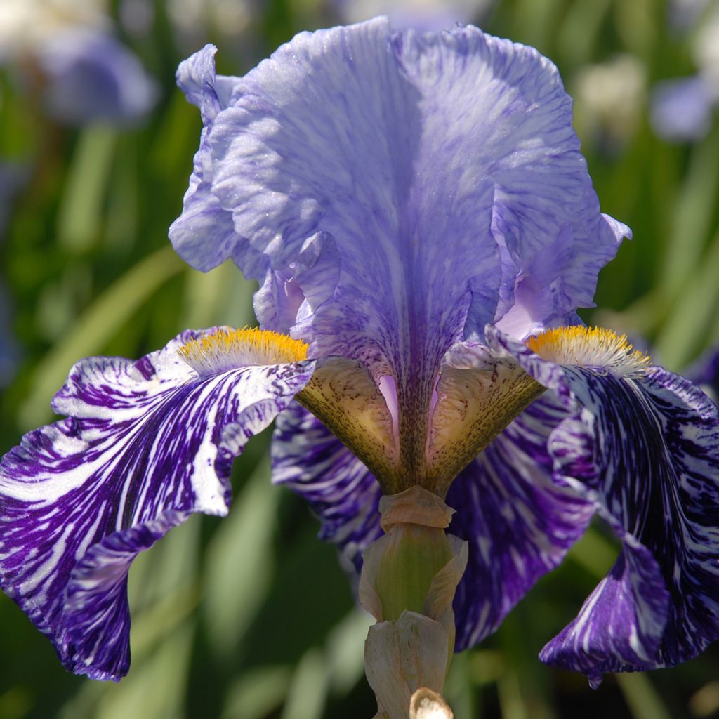 Iris germanica Millenium Falcon - Giaggiolo paonazzo