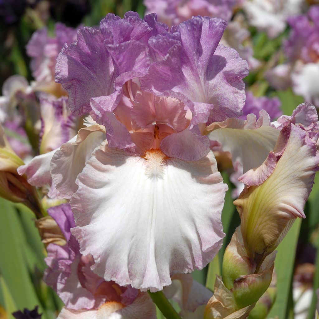 Iris germanica Striking - Giaggiolo paonazzo