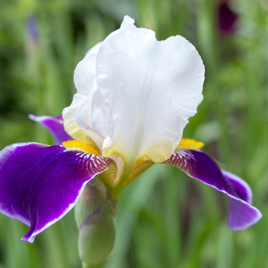 Iris germanica Wabash - Giaggiolo paonazzo